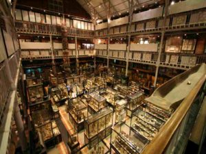 ultimate-guide-to-the-Pitt-Rivers-Oxford-walking-tours