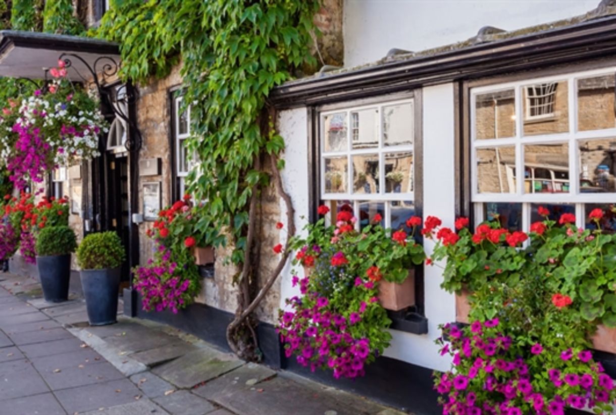 Woodstock_The_Bear_front_OC_209423721